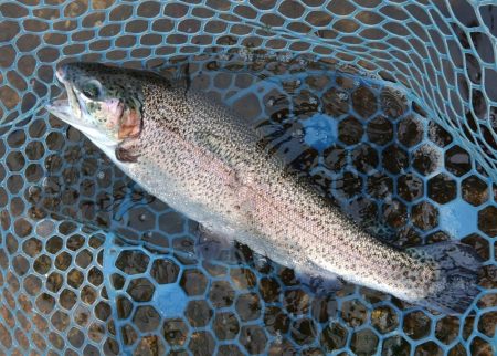 久しぶりのフィシングパーク高島の泉